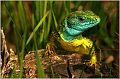 23_green _lizard